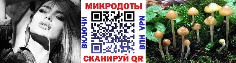 наркошоп  Туапсе  Псилоцибиновые грибы Psilocybine cubensis 